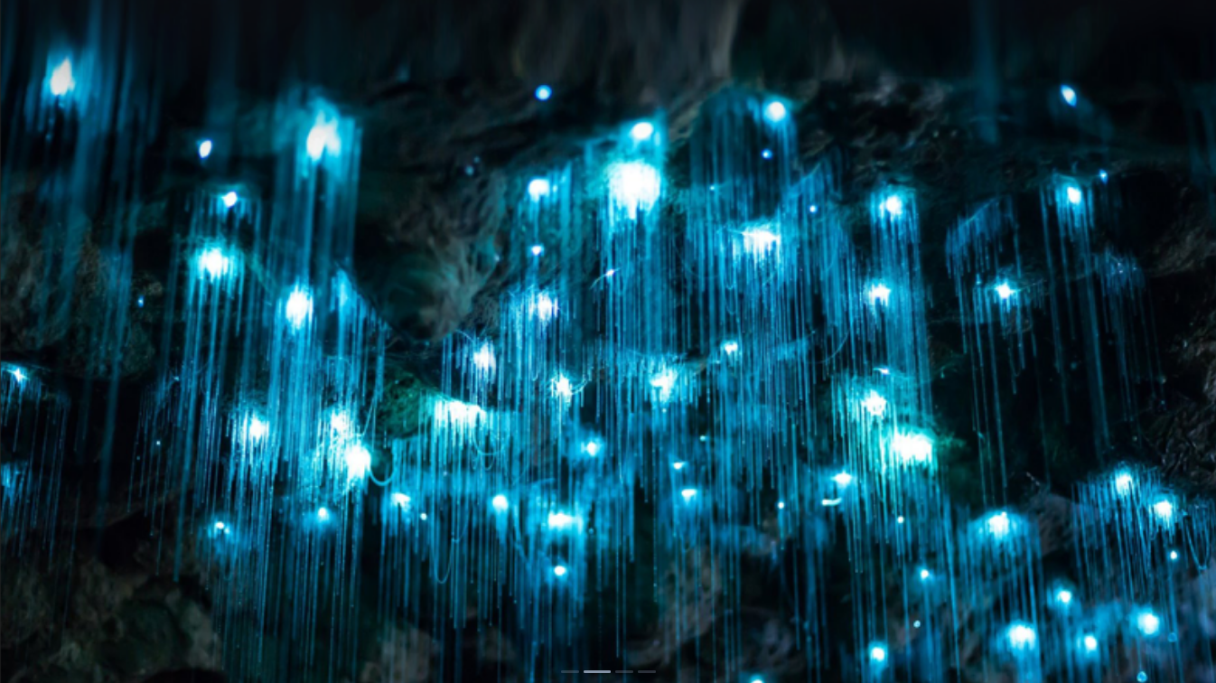 Gold Coast Springbrook Glow Worm Night Tour in Australia [Springbrook Glow Worm Night Tour//Natural Bridge Glow Worm Night Tour]