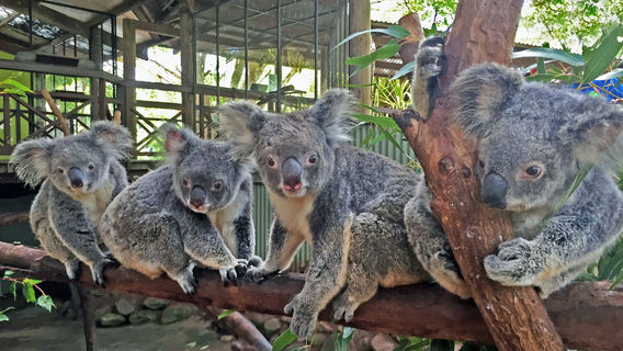 Kuranda