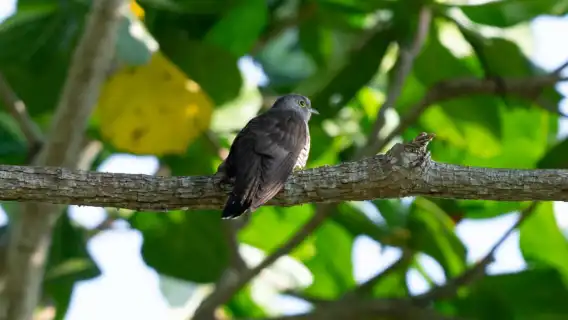 ทัวร์เดินป่า Sedim Rainforest and Canopy Walk - ตัวเลือกทัวร์แบบแบ่งปัน| มาเลเซีย