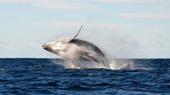 OZプリンセス号 - シドニー ホエールウォッチング クルーズ 半日帰りツアー【ホエールウォッチング保証/4時間食事付き】