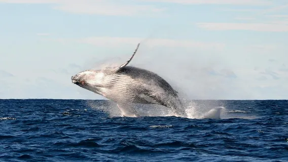 OZ Princess - Tour giornaliero di mezza giornata per avvistamento balene a Sydney con crociera [avvistamento garantito/4 ore con pasto incluso]