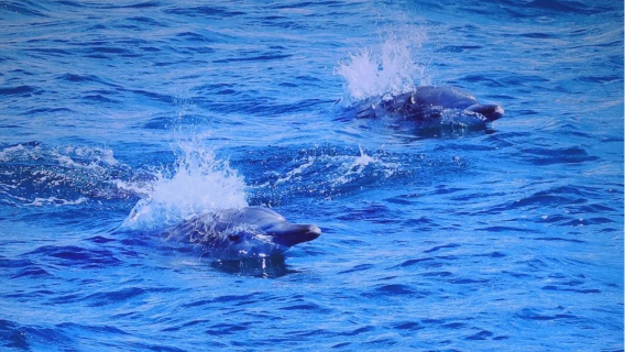 日本熊本/福岡出發+天草海豚觀賞一日遊（可代購入場門票）