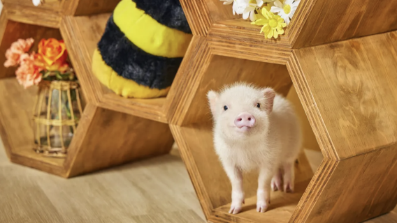 mipig cafe Sunshine City Branch: Popular Healing Pig Cafe Interactive Experience