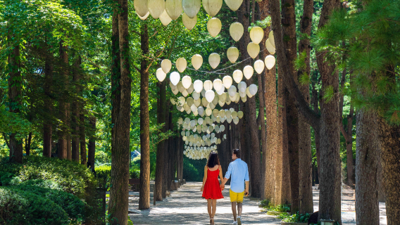 Nami Island, Rail Bike, Gapyeong Sheep and Alpaca Farm, and Starlight Festival