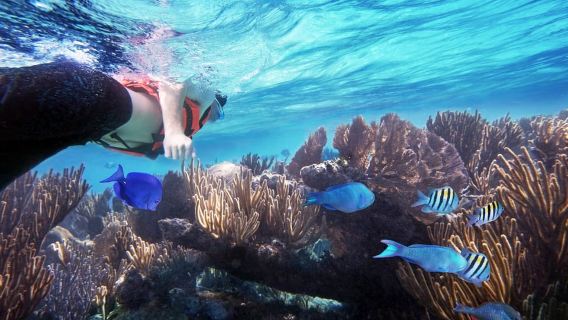 Da Cancun: ingresso al Garrafon Reef Park con biglietti del traghetto