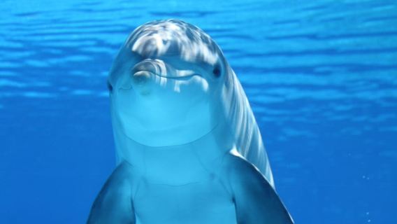 Acuario y Playa Blanca
