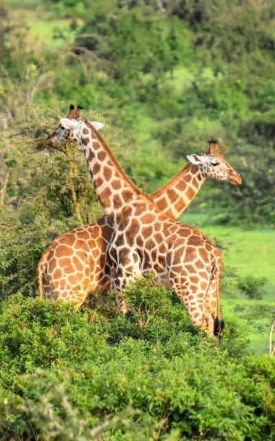 Explore Our Top Best 4-Day Serengeti Safari from Mwanza