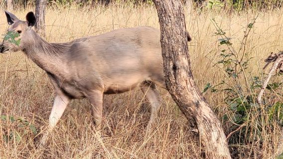 Khajuraho: tour di 2 notti e 3 giorni con il Parco Nazionale di Panna