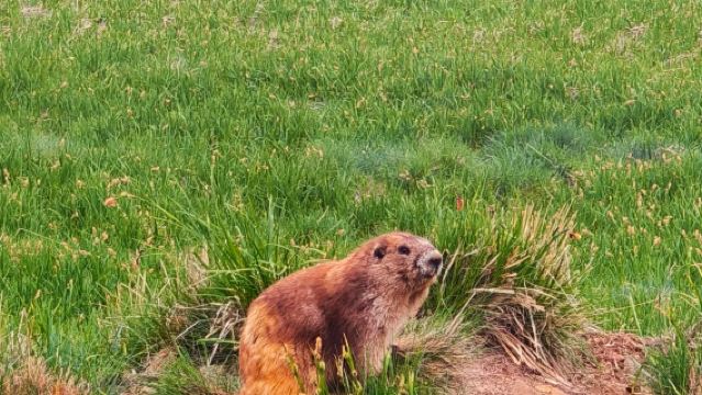 Seattle to Olympic National Park and Hurricane Ridge round-trip private charter - top pick