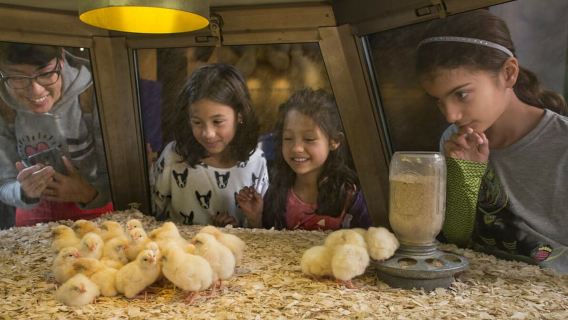 Chicago: Griffin Museum of Science and Industry Ticket