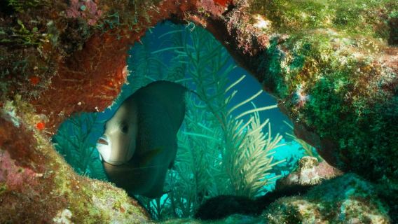 Ambergris Caye: Hol Chan Dive & Snorkel Marine Reserve…