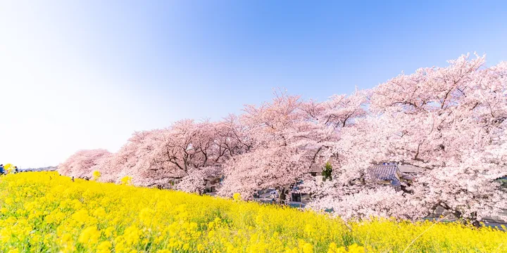 가와즈 벚꽃 축제