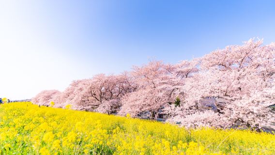 Shizuoka Izu Cherry Blossom Viewing, Mishima Skywalk, All-You-Can-Pick Strawberries Day Tour! Departing from Tokyo!