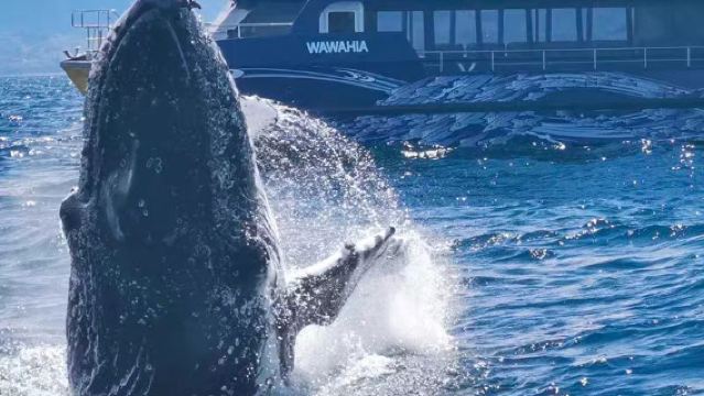 Whale Watch Kaikoura Wisata Menonton Paus di Kaikoura