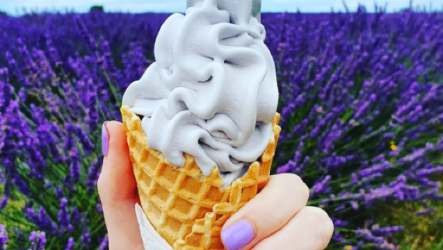 新西蘭奧克蘭來回一日遊【螢火蟲洞+哈比村+網紅薰衣草】