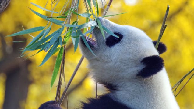 Chengdu Research Base of Giant Panda Breeding Half-Day Tour | Private Tour | Optional English/Chinese Guide