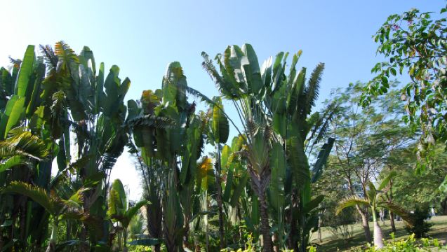 Lawatan Sehari ke Tumbuhan Tropika Akademi Sains China + Taman Dai