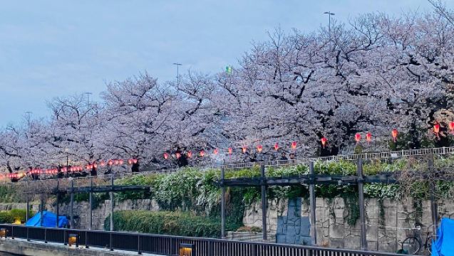 [โตเกียว ฤดูซากุระพิเศษ] ชมซากุระกับการล่องเรือ & การแสดงซามิเซ็นแบบดั้งเดิม พร้อมเครื่องดื่มฟรี เลือกได้ระหว่างอาหารกลางวัน/อาหารเย็น/อาหารว่างยามบ่าย