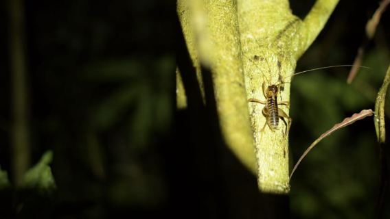 Nelson: Brook Waimārama Sanctuary Guided Night Walk