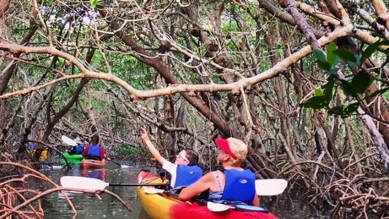 Tierra Verde FL: Coastal Kayaking Tour in Shell Key