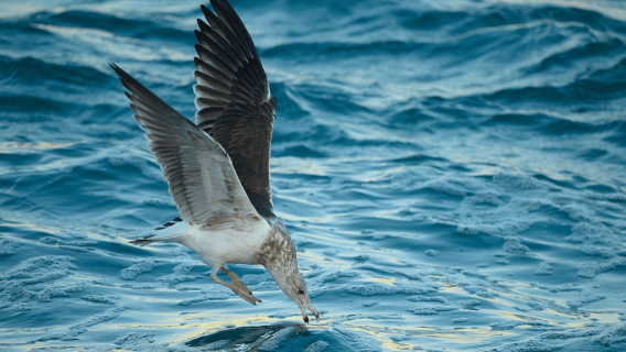 Dunedin: Otago Peninsula Clearwater Wildlife Tour