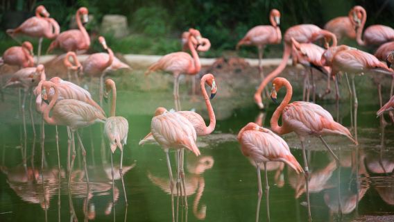 Seattle : Visite guidée de la faune du Woodland Park Zoo