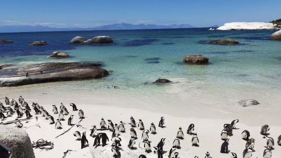 Cape Town | Gunung Meja Teluk Camps Pulau Anjing Laut Tempat Perlindungan Penguin lawatan klasik lawatan sehari bukan tiket