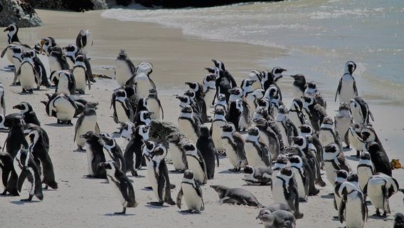 Cape TownTours