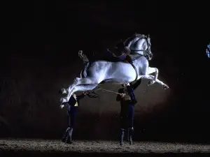 Andalusian Horses Dance Show