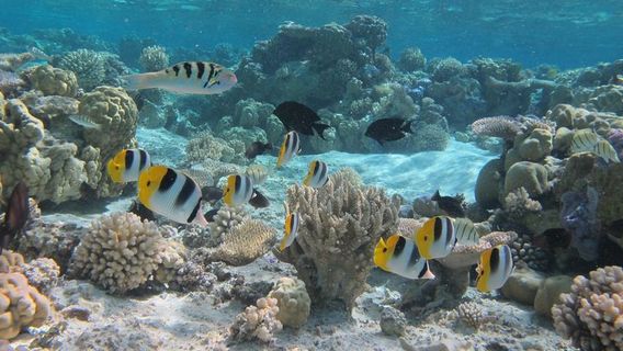 Bora BoraExperiences