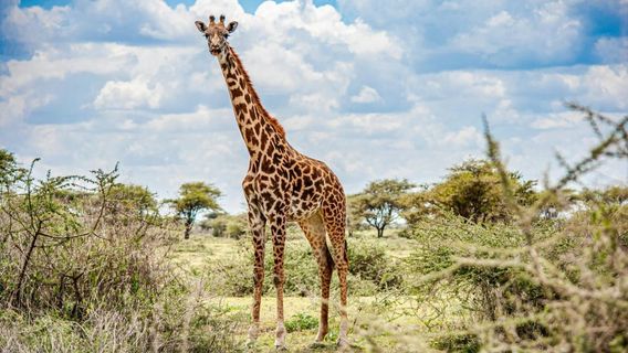 NairobiTours