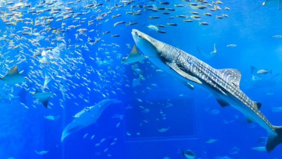 Однодневный автобусный тур по Северной Окинаве, Япония: аквариум Тюрауми, мыс Мандза и деревня Рюкю