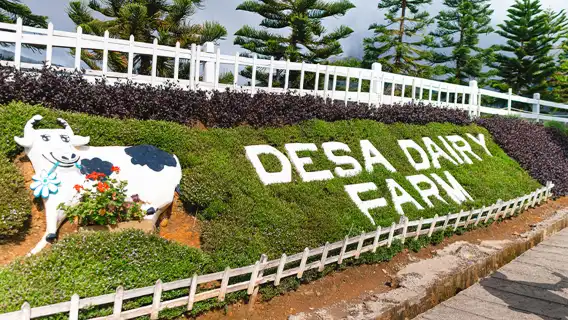 サバデサ牛牧場、スカイミラー、ペランギビューポイント＆ローカルマーケット日帰りツアー