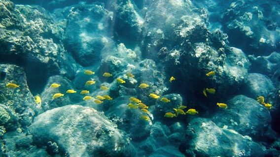 The Big Island (Hawaii island)Experiences