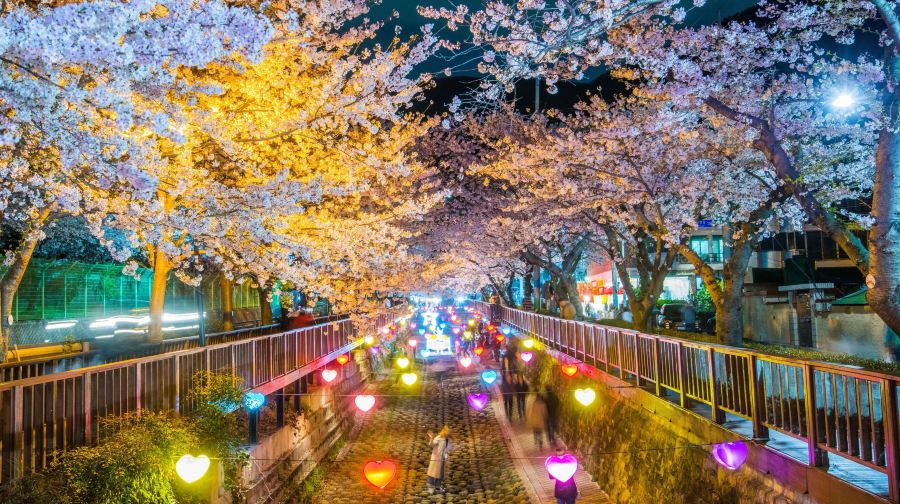 韓國鎮海軍港櫻花節慶典一日遊 (首爾/釜山出發, 日/夜櫻選項, 春季限定, 1人成團)