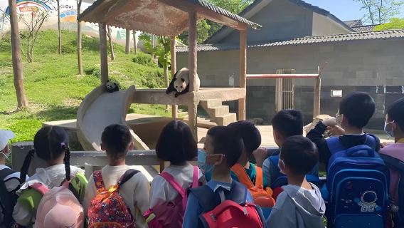 Chengdu Dujiangyan China Giant Panda Garden + Panda Craftsman Study Tour Base (Science Study Tour Private Charter)