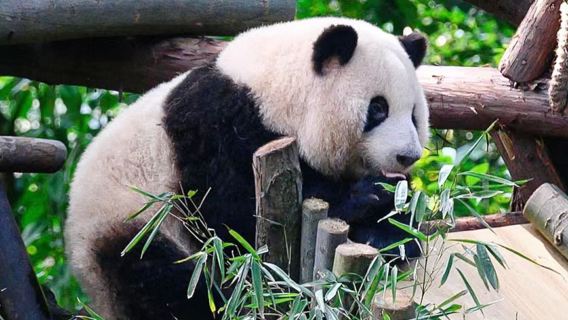 ChengduTours