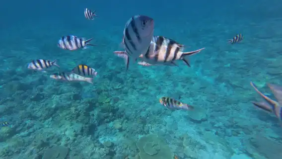 日本沖繩慶良間半日遊｜那霸市區接駁｜浮潛（贈魚餌）海上拖曳傘