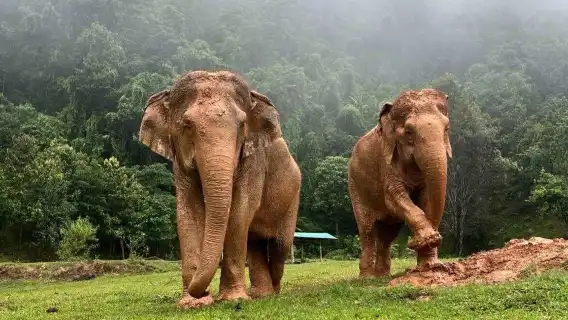 大象高地 - 清邁風景山區全日道德大象體驗