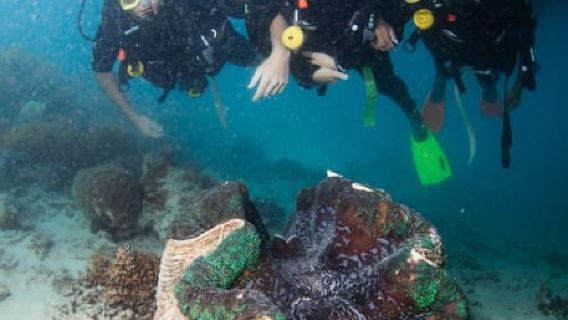 Cairns: Great Barrier Reef-Kreuzfahrt und 10-minütiger Helikopterflug