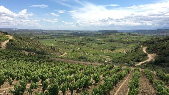 Tour rượu vang Rioja Boutique kèm bữa trưa hấp dẫn (Từ Bilbao)