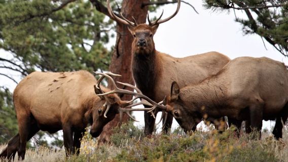 Ab Denver: Tagesausflug zum Rocky-Mountain-Nationalpark und Mittagessen