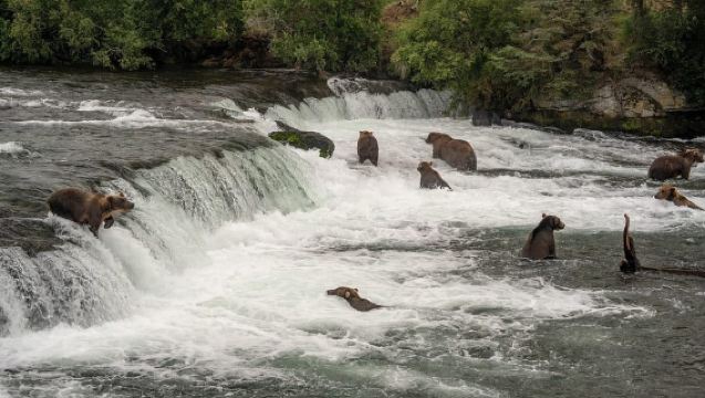 Brooks Falls: Katmai National Park Bear View by Floatplane