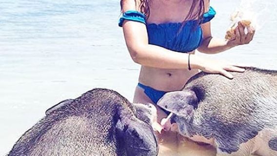 Koh Samui: Amazing Pig Island Tour - Cruise Ship Tours