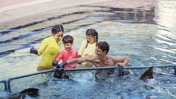 Singapore Adventure Cove Waterpark Ray Bay Encounter Experience (Includes admission ticket)