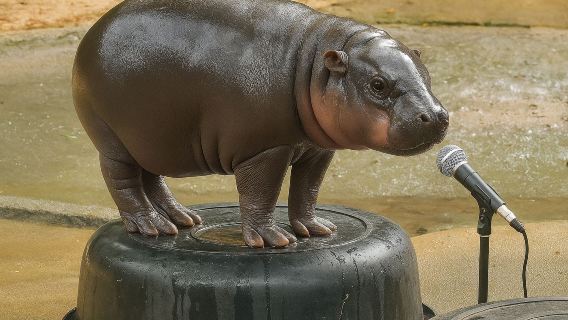 Excursión al zoológico de Khao Kheow (Recogida gratuita en Bangkok/Pattaya incluida)