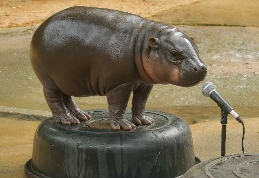 Khao Kheow Open Zoo Tour [Including Free Bangkok & Pattaya Pickup]