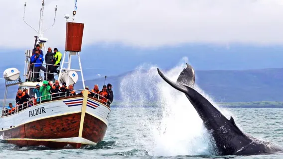 Islanda Reykjavik tour di un giorno per l'osservazione delle balene [tour in inglese|servizio clienti online]