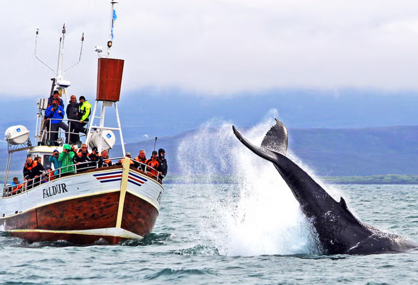 Iceland Whale Watching Reykjavík Experience 1-day tour [English tour]|Online customer support