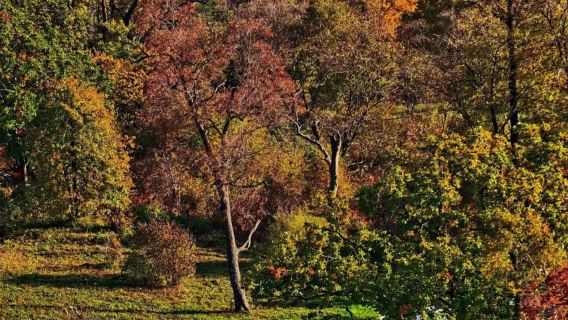 Northeast Fall Foliage Tour: 1-day tour to Changchun's Square Top and Diaoshuihu, admire volcanic maple leaves and ancient trees in the sea of clouds